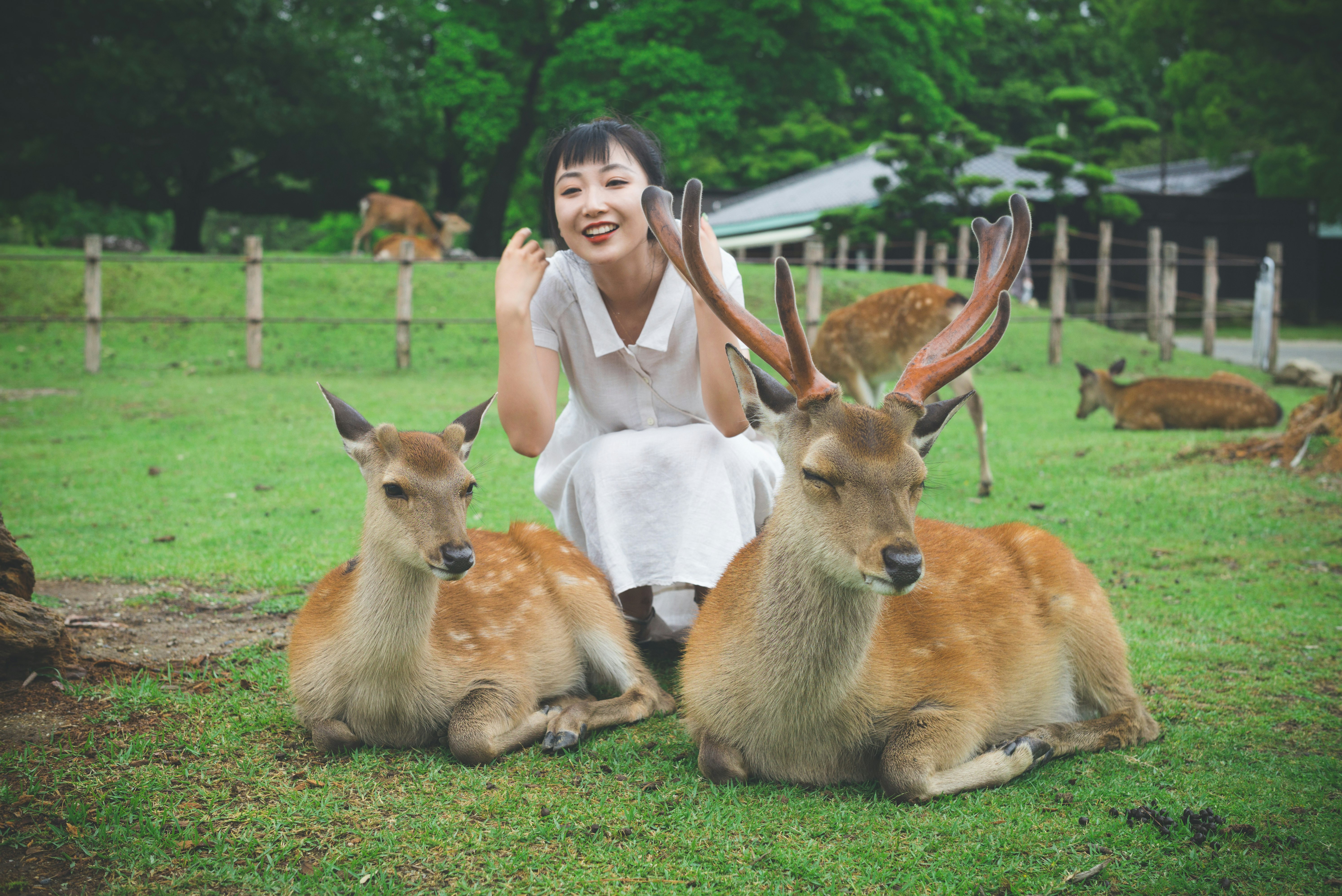 woman sitting beside deers